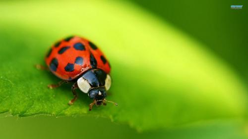 ladybug-7425-1920x1080